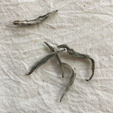 Mansa Tea | Pearl White | Fuding Silver Needle | high quality aged white tea from Fujian province - image of aged white tea leaves