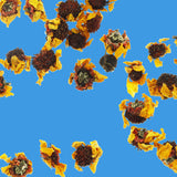 Snow Chrysanthemum Tea - Detailed View