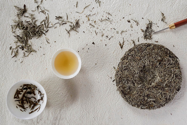 White Tea Caffeine Content is Higher Than You Think