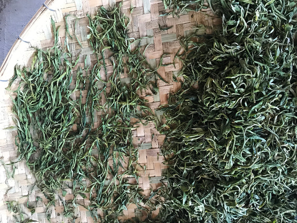 Mansa Tea | Making of raw pu'er in Yunnan, rolling of pu-erh, how is raw pu'er different from green tea