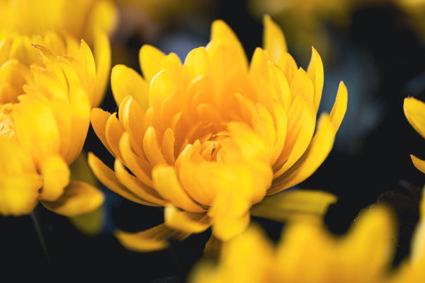 8 Chrysanthemum Tea Benefits You Should Know About