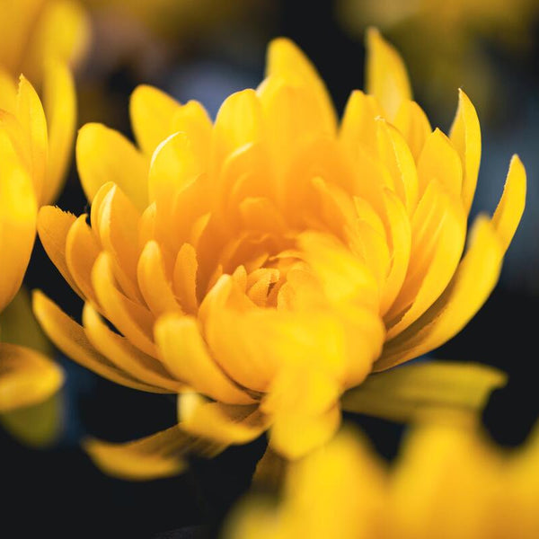 PHOTOS: Japanese Scientists Turn Chrysanthemums 'True Blue' : The