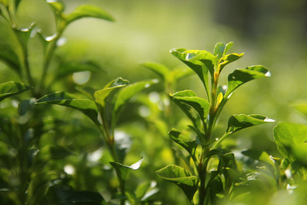 Six Types of Tea: Flavors, Processing, and Examples